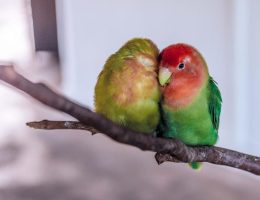 نیازمندی‌ های رایگان، آگهی‌های خرید، فروش کریپتو و تجهیزات استخراج کریپتو - ماینر